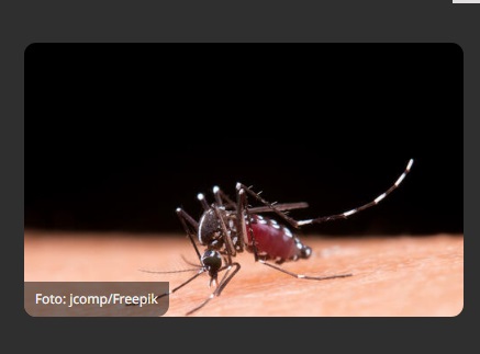 Dengue pode deixar sequelas; veja quais